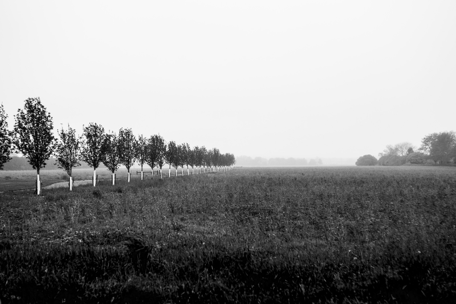 field-bxw_O1A0054